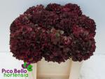 Hortensie m. MAG RUBYRD
